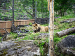 Caesar ist seit wenigen Monaten in der Tierwelt Herberstein zu Hause.