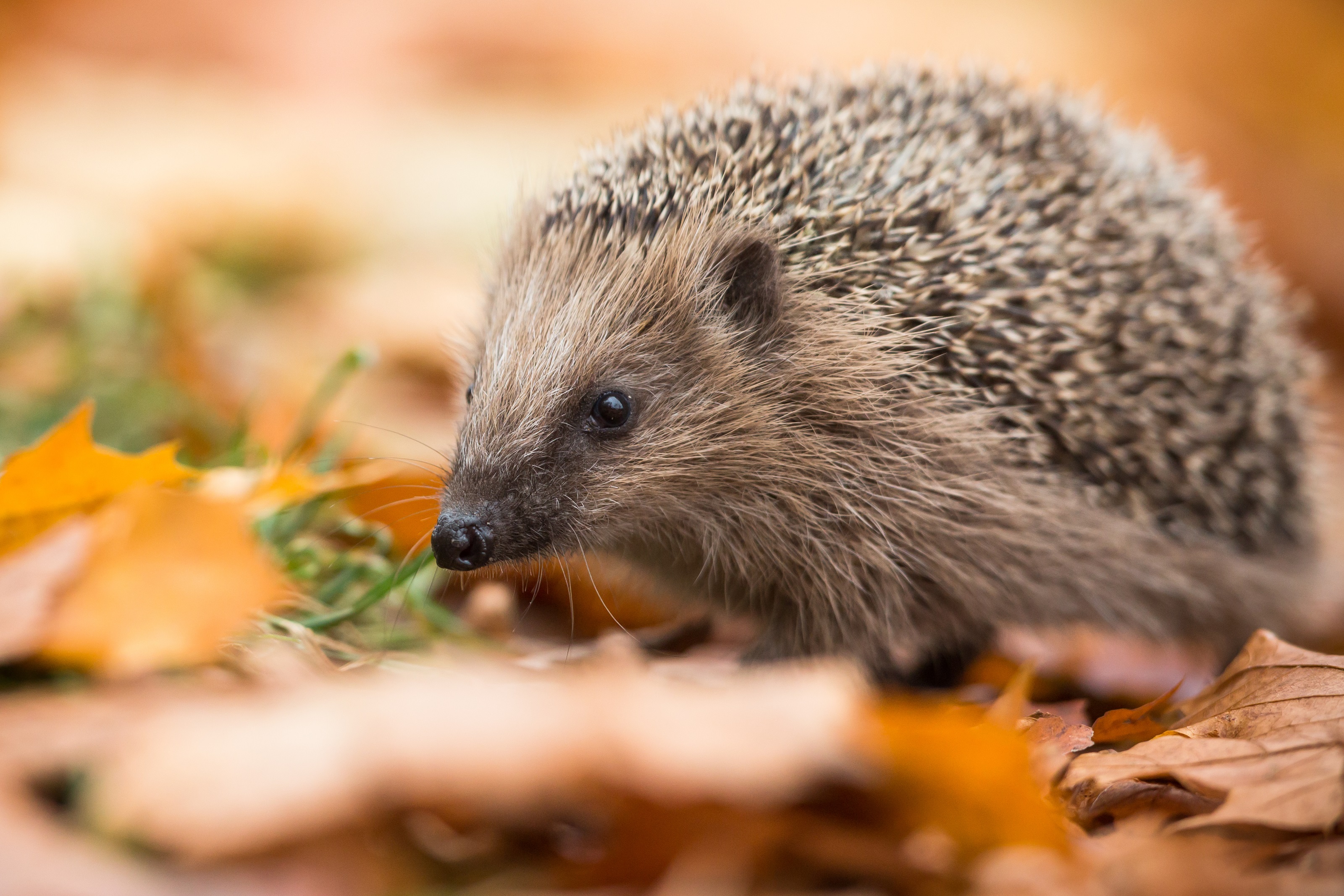 Igel Stacheliger Besuch In Unseren Garten Tierschutz Land