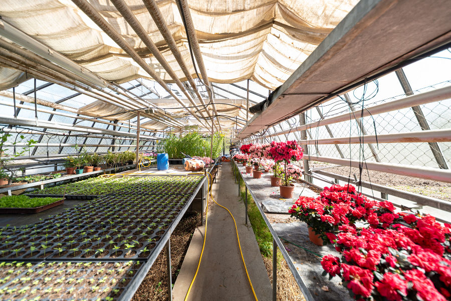 Es wächst und blüht im Glashaus.