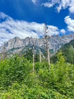 Bildbeschreibung: Berglandschaft in der Steiermark mit dichter Vegetation im Vordergrund und felsiger Bergkette im Hintergrund.