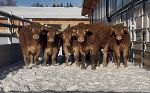 Eine Gruppe von Rindern in einem Außenstall