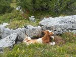 Der Ochse war auf 2000 Metern Seehöhe in eine Doline gestürzt, hatte sich verletzt und konnte nicht mehr weiter. © Land Steiermark/PB Schmiedtbauer; Verwendung bei Quellenangabe honorarfrei