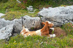 Oxe1 © Land Steiermark/PB Schmiedtbauer
