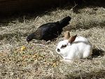 Zirka 500 Tiere leben derzeit auf dem Gnadenhof Purzel&Vicky zusammen. © Foto: Purzel&Vicky; bei Quellenangabe honorarfrei Zirka 500 Tiere leben derzeit auf dem Gnadenhof Purzel&Vicky zusammen.
