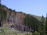 Die weithin sichtbaren roten „Borkenkäfernester“, so nennt man die Gruppen befallener Bäume, deren Kronen sich bereits rot gefärbt haben, müssen jetzt rasch aus dem Wald entfernt werden, sonst drohen weitere Massenvermehrungen. Fachabteilung 10C Forstwesen, Abdruck bei Quellenangabe honorarfrei. Die weithin sichtbaren roten „Borkenkäfernester“, so nennt man die Gruppen befallener Bäume, deren Kronen sich bereits rot gefärbt haben, müssen jetzt rasch aus dem Wald entfernt werden, sonst drohen weitere Massenvermehrungen. Fachabteilung 10C Forstwesen, Abdruck bei Quellenangabe honorarfrei.