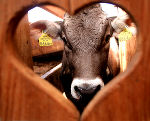 Das schönste Tierfoto kommt von der Familie Kanzler Hilde und Heinrich © Foto: Kanzler Hilde und Heinrich; bei Quellenangabe honorarfrei Das schönste Tierfoto kommt von der Familie Kanzler Hilde und Heinrich