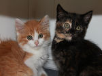 Katzen bereichern unser Leben © Foto: B.Fauster; bei Quellenangabe honorarfrei