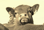 Johann Streicher lieferte das schönste Tierfoto. © Foto: Johann Streicher; bei Quellenangabe honorarfrei Johann Streicher lieferte das schönste Tierfoto.