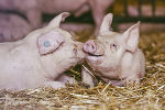 Das schönste Tierfoto kommt vom Mühlenhof Wittmannsdorf © Foto: Werner Pail; bei Quellenangabe honorarfrei Das schönste Tierfoto kommt vom Mühlenhof Wittmannsdorf