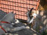 Das schönste Tierfoto kommt vom Betrieb Lesky und Hölbing. 