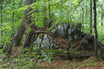 Urwald im obersteirischen Wildnisgebiet. © Land Steiermark/Hans Glader; Verwendung bei Quellenangabe honorarfrei Urwald im obersteirischen Wildnisgebiet.